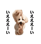 踊る！横揺れ界隈トイプードル/犬/わんこ（個別スタンプ：2）