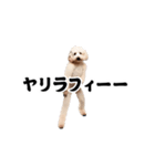 踊る！横揺れ界隈トイプードル/犬/わんこ（個別スタンプ：4）