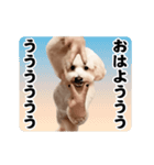 踊る！横揺れ界隈トイプードル/犬/わんこ（個別スタンプ：5）