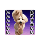 踊る！横揺れ界隈トイプードル/犬/わんこ（個別スタンプ：6）
