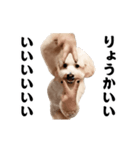 踊る！横揺れ界隈トイプードル/犬/わんこ（個別スタンプ：7）