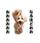 踊る！横揺れ界隈トイプードル/犬/わんこ（個別スタンプ：8）