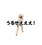 踊る！横揺れ界隈トイプードル/犬/わんこ（個別スタンプ：9）