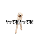 踊る！横揺れ界隈トイプードル/犬/わんこ（個別スタンプ：10）