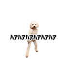 踊る！横揺れ界隈トイプードル/犬/わんこ（個別スタンプ：11）