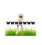 踊る！横揺れ界隈トイプードル/犬/わんこ（個別スタンプ：12）