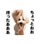 踊る！横揺れ界隈トイプードル/犬/わんこ（個別スタンプ：14）