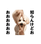 踊る！横揺れ界隈トイプードル/犬/わんこ（個別スタンプ：15）