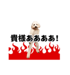 踊る！横揺れ界隈トイプードル/犬/わんこ（個別スタンプ：18）