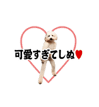 踊る！横揺れ界隈トイプードル/犬/わんこ（個別スタンプ：20）