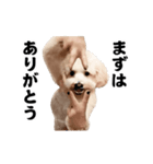 踊る！横揺れ界隈トイプードル/犬/わんこ（個別スタンプ：21）