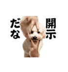 踊る！横揺れ界隈トイプードル/犬/わんこ（個別スタンプ：22）