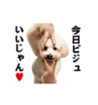 踊る！横揺れ界隈トイプードル/犬/わんこ（個別スタンプ：23）