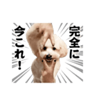 踊る！横揺れ界隈トイプードル/犬/わんこ（個別スタンプ：24）