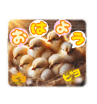 リアル動物の赤ちゃん♡らぶ♪子犬♡Love7（個別スタンプ：5）