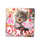 リアル動物の赤ちゃん♡らぶ♪子犬♡Love7（個別スタンプ：18）