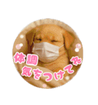 リアル動物の赤ちゃん♡らぶ♪子犬♡Love7（個別スタンプ：22）