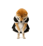 【爆笑・癒し】メイドになった柴犬（個別スタンプ：1）