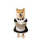 【爆笑・癒し】メイドになった柴犬（個別スタンプ：2）
