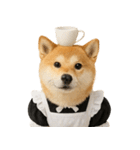 【爆笑・癒し】メイドになった柴犬（個別スタンプ：4）