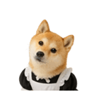 【爆笑・癒し】メイドになった柴犬（個別スタンプ：5）