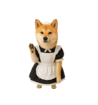 【爆笑・癒し】メイドになった柴犬（個別スタンプ：7）