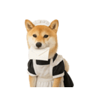 【爆笑・癒し】メイドになった柴犬（個別スタンプ：8）