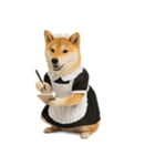 【爆笑・癒し】メイドになった柴犬（個別スタンプ：12）
