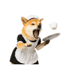 【爆笑・癒し】メイドになった柴犬（個別スタンプ：24）
