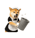 【爆笑・癒し】メイドになった柴犬（個別スタンプ：25）