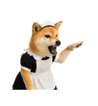 【爆笑・癒し】メイドになった柴犬（個別スタンプ：26）