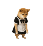 【爆笑・癒し】メイドになった柴犬（個別スタンプ：28）