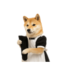 【爆笑・癒し】メイドになった柴犬（個別スタンプ：34）