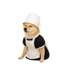 【爆笑・癒し】メイドになった柴犬（個別スタンプ：36）