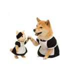 【爆笑・癒し】メイドになった柴犬（個別スタンプ：37）