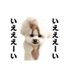 踊る！横揺れ界隈ビジョンフリーゼ/犬/いぬ（個別スタンプ：2）