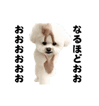 踊る！横揺れ界隈ビジョンフリーゼ/犬/いぬ（個別スタンプ：8）