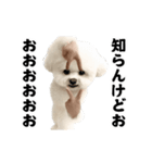 踊る！横揺れ界隈ビジョンフリーゼ/犬/いぬ（個別スタンプ：15）