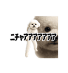 踊る！横揺れ界隈ビジョンフリーゼ/犬/いぬ（個別スタンプ：19）