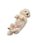 おもしろい妖精さんといっしょ（個別スタンプ：5）