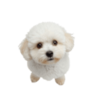 おもしろい妖精さんといっしょ（個別スタンプ：11）