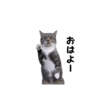 動く！ステップにゃんこ（個別スタンプ：1）