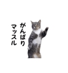 動く！ステップにゃんこ（個別スタンプ：6）