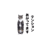 動く！ステップにゃんこ（個別スタンプ：7）