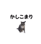 動く！ステップにゃんこ（個別スタンプ：8）