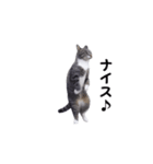 動く！ステップにゃんこ（個別スタンプ：10）