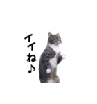 動く！ステップにゃんこ（個別スタンプ：11）
