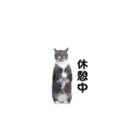 動く！ステップにゃんこ（個別スタンプ：17）