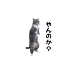 動く！ステップにゃんこ（個別スタンプ：18）