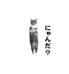 動く！ステップにゃんこ（個別スタンプ：19）